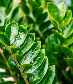 Close-up of glossy green ZZ plant foliage