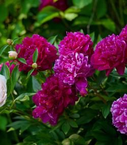A bush of pink and white peonies in New Zealand