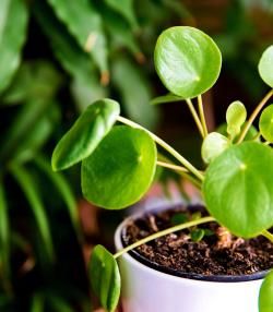 An indoor Pilea, also known as a Chinese money plant, in a pot.  
