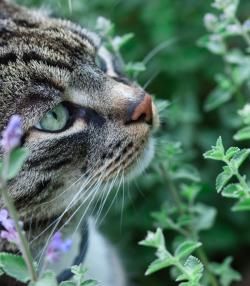 Grey cat sniffing leaves of catnip plant
