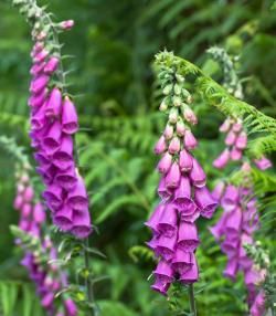 Purple foxglove flowers in a green garden. 