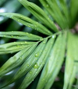 Close-up of Kentia palm leaf with water droplets.