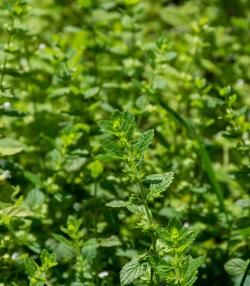 Les plantes anti-insectes à faire pousser dans son jardin