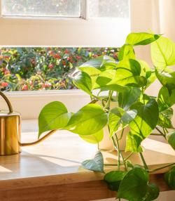Golden Pothos plant in pot on table near window with copper watering can