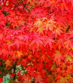 Planter un érable du Japon