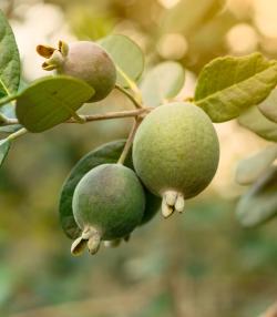 Ripe feijoa fruits on a tree. 