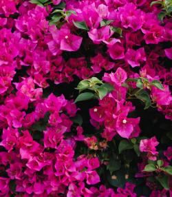 Planter un bougainvillier 