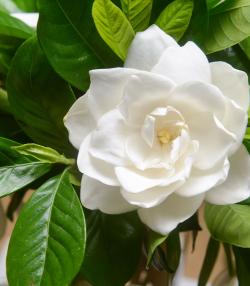 White gardenia flower surrounded by glossy green foliage