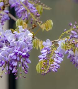 Purple Wisteria sinensis flowers with twisting stems and masses of scented flowers in hanging racemes.