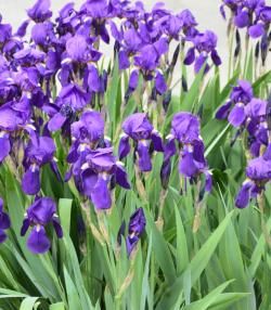 Comment planter des iris