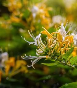 White and yellow Lonicera Japonica Caprifolium Perfoliate honeysuckle flowers. 