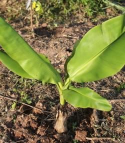 Planter un bananier