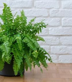 Lush green Boston fern in grey pot against white wall