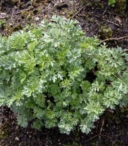 Planter de l'absinthe