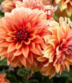 Orange dahlia flowers growing in a New Zealand garden.