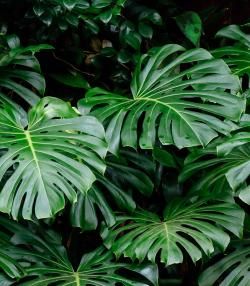 Close-up of Monstera deliciosa foliage