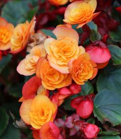 Close-up of begonia with double orange flowers and dark green leaves