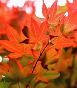 Red Japanese maple tree and maple leaves in autumn.