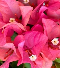 Close-up of pink flowering bougainvillea