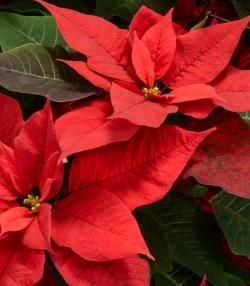 Culture du poinsettia