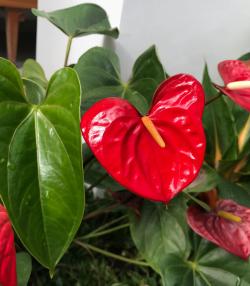 Red anthurium flowers and glossy green leaves