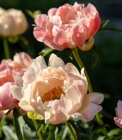 Orange-pink Coral Charm peony flowers in bloom.