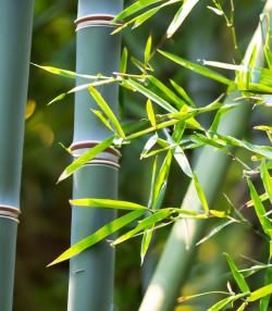 Green bamboo tree branches and leaves.
