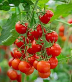 A close-up shot of ripe and unripe cherry tomatoes hanging from the vine in a greenhouse.