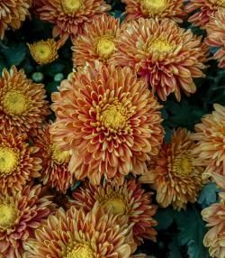 Orange chrysanthemum flowers in bloom