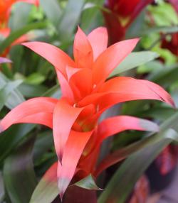 Close-up of bromeliad with striking red flower