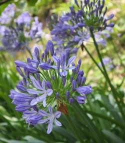Blue Agapanthus flowers in the garden. 
