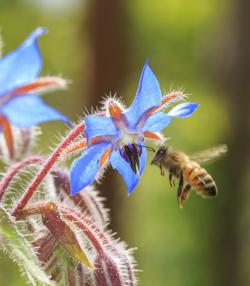 Planter des plantes mellifères