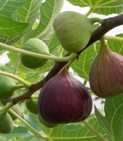  Close-up of ripe figs on fig tree branch.