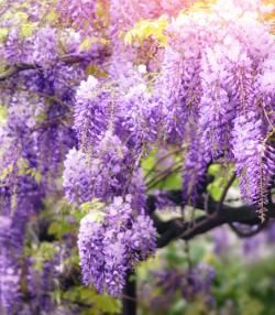 Planter une glycine