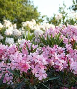 Buissons de laurier rose à fleurs roses et blanches