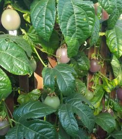 A passionfruit tree growing across a wooden fence.
