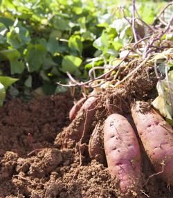 Plantation culture et récolte de la patate douce