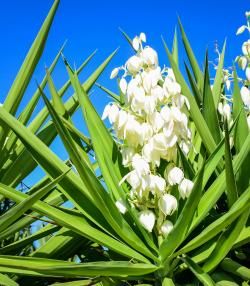 Yucca plant with white flowers and long green leaves on blue sky background. 