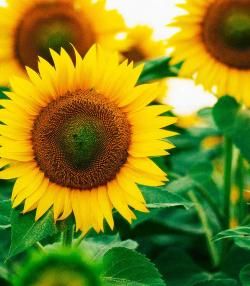 comment cultiver des tournesols