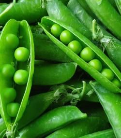 How to grow sugar snap peas