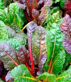 How to grow and care for Chard