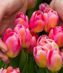 tulipes roses poussant à l'extérieur, tenues par une paire de mains