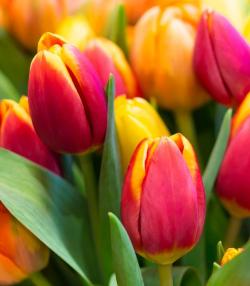 Tulips