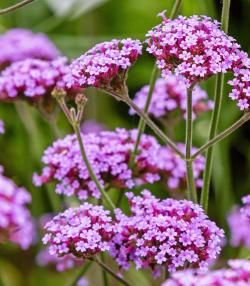 How to grow and care for Verbena 