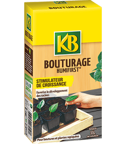 KB bouturage 
