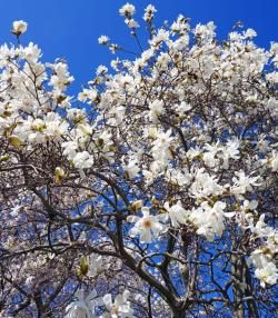 Flowering white star magnolia tree against a blue sky