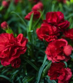 Red carnations growing in a garden in New Zealand