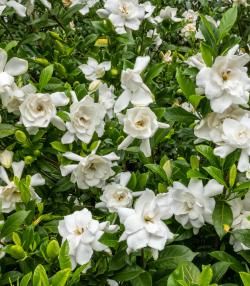 A gardenia shrub in New Zealand blooming with white flowers.