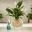 Scotts Osmocote Pump+Feed for Indoor Water Plants main image