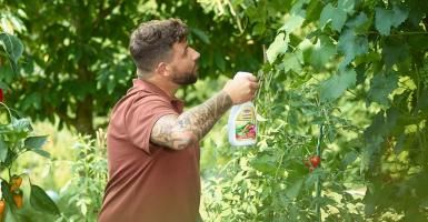 Mann besprüht Wein mit Pflegeprodukt